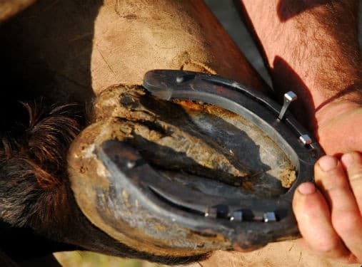 Jovem é atingido no rosto por coice de cavalo