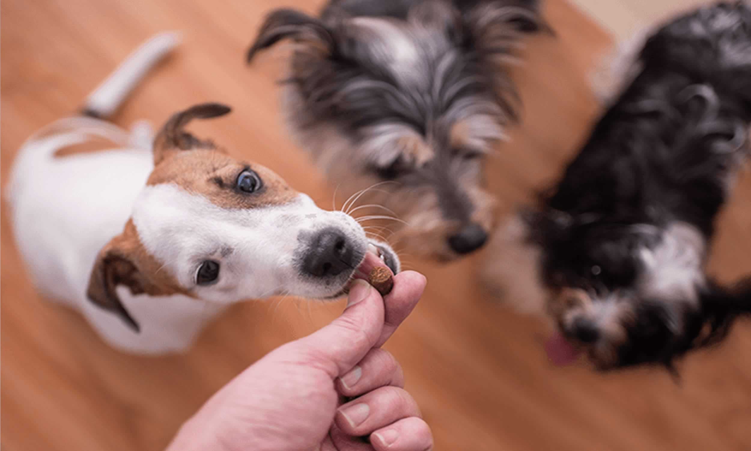 Fábrica de petiscos é interditada após morte de cachorros