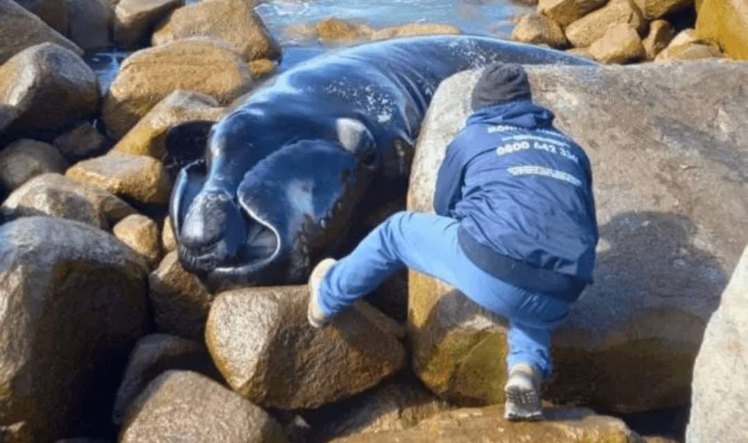 Filhote de baleia encalha e morre em praia de Imbituba