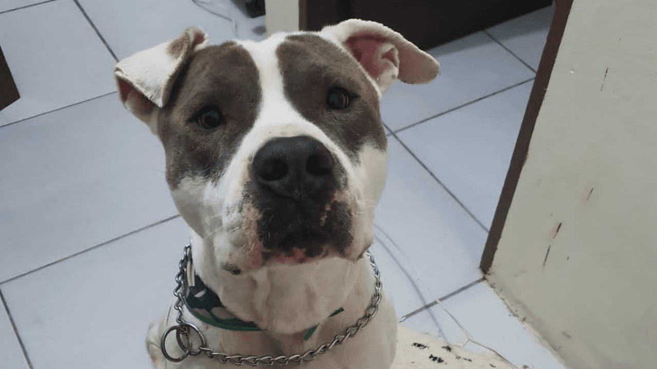 Cão leva três facadas, passa por cirurgia, mas não resiste