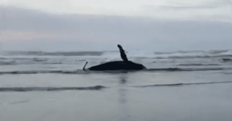 Filhote de baleia-jubarte encalha em praia de Jaguaruna
