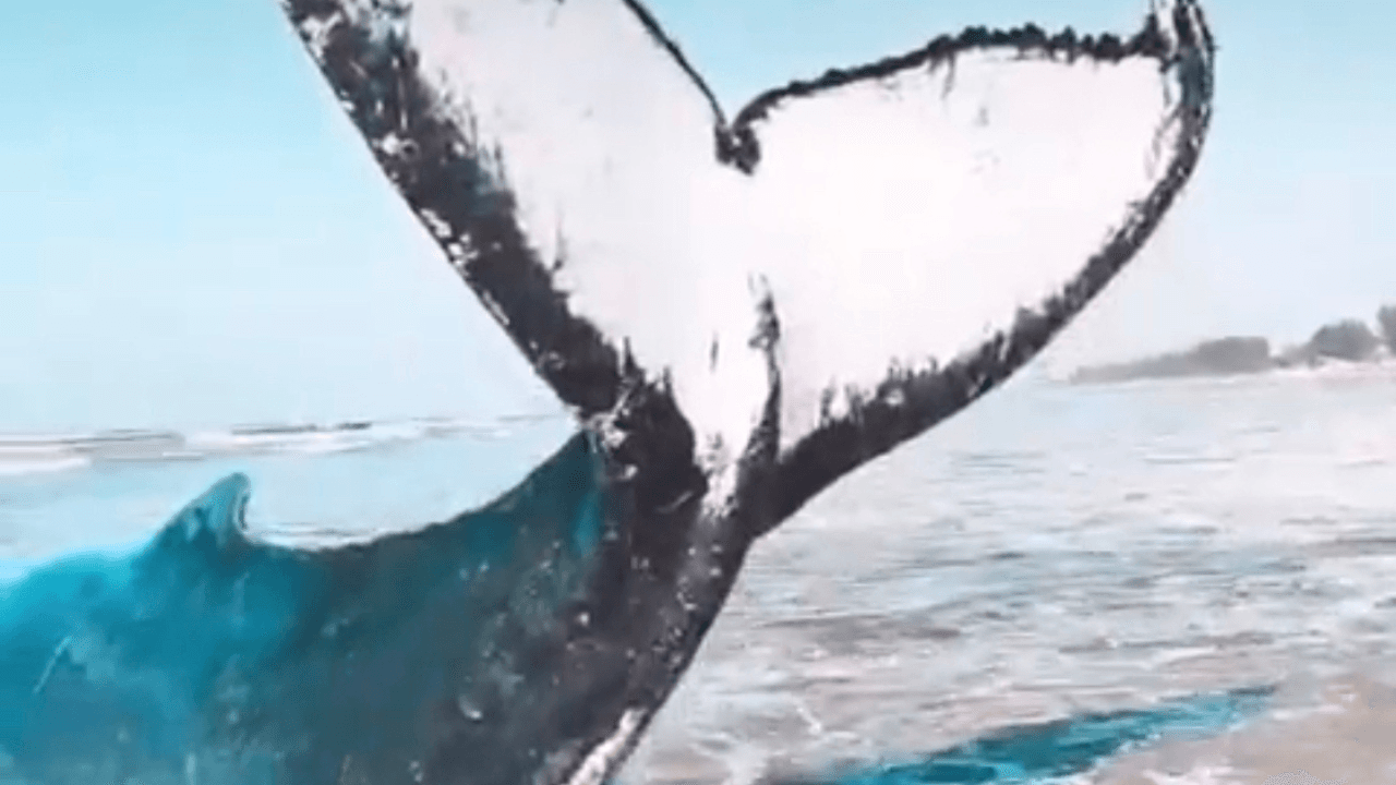 Baleia-jubarte encalhada será submetida a eutanásia