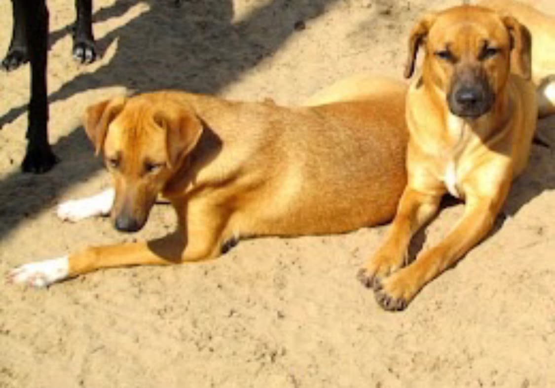 Feira online de adoção de cães e gatos é lançada em Imbituba