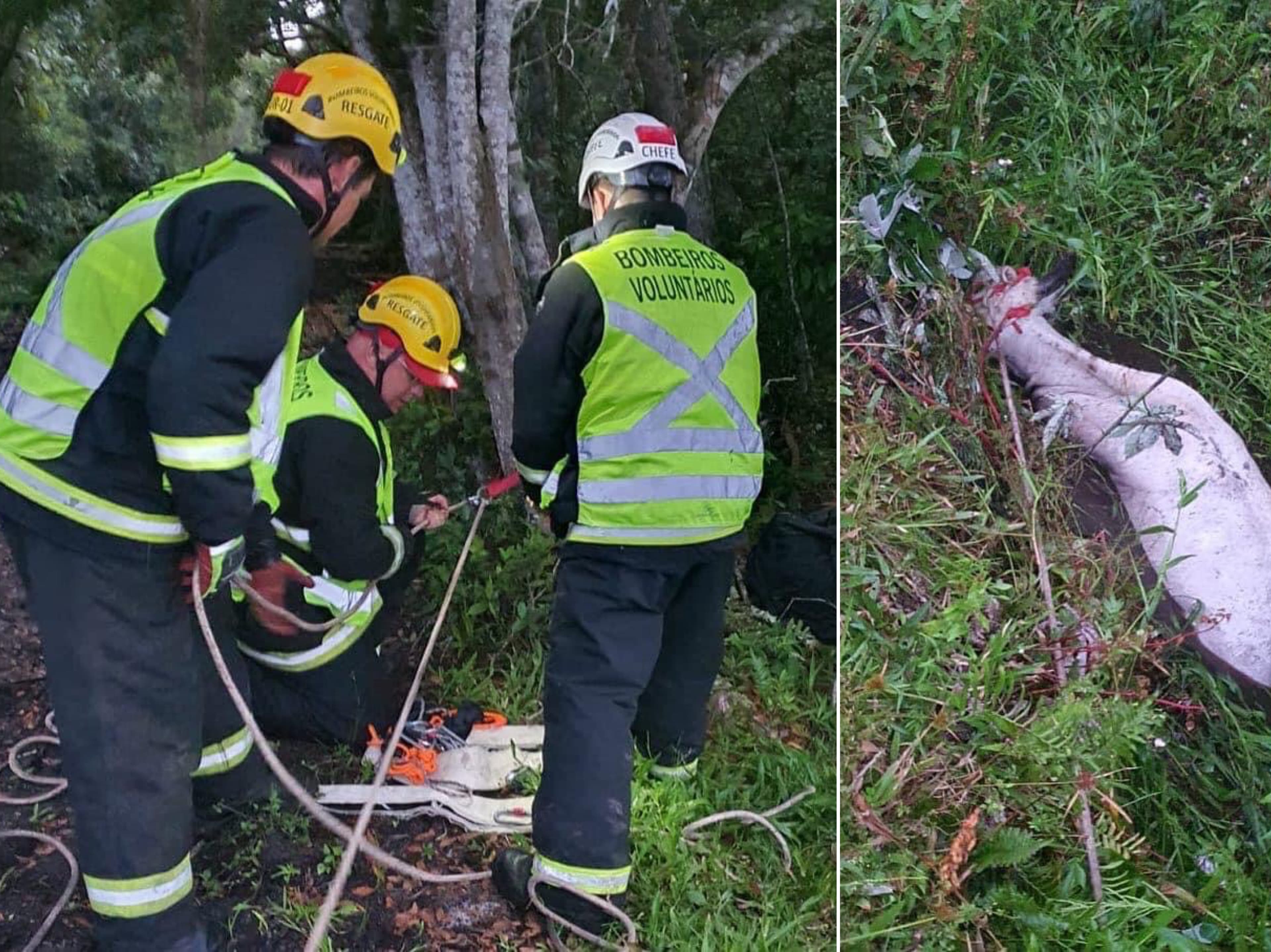 Vaca cai em córrego e é resgatada por bombeiros voluntários