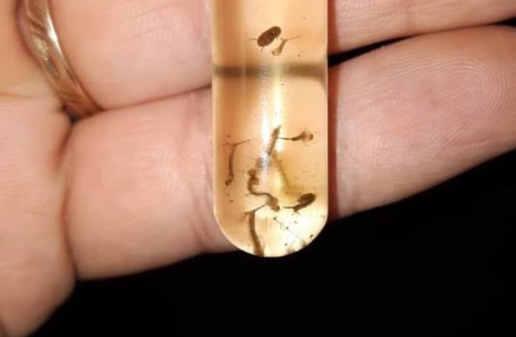 Mais um foco do Aedes aegypti é encontrado em Braço do Norte