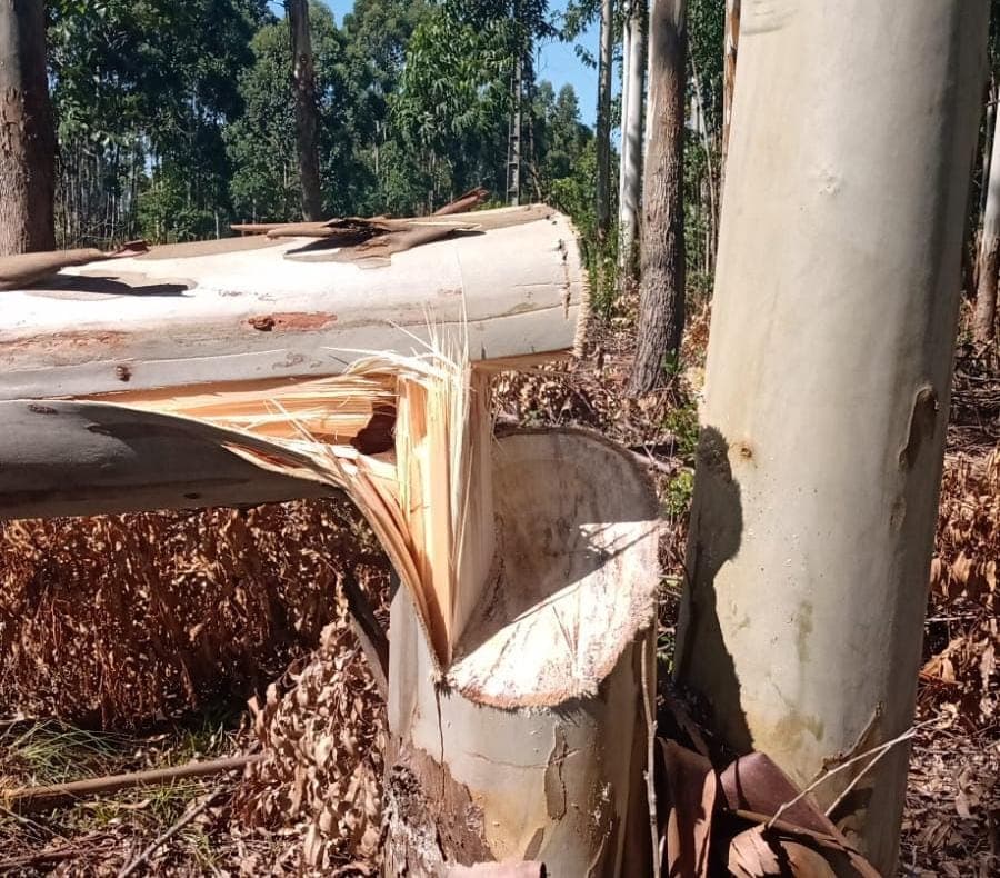 Furto de árvore causa queda de energia elétrica em Laguna