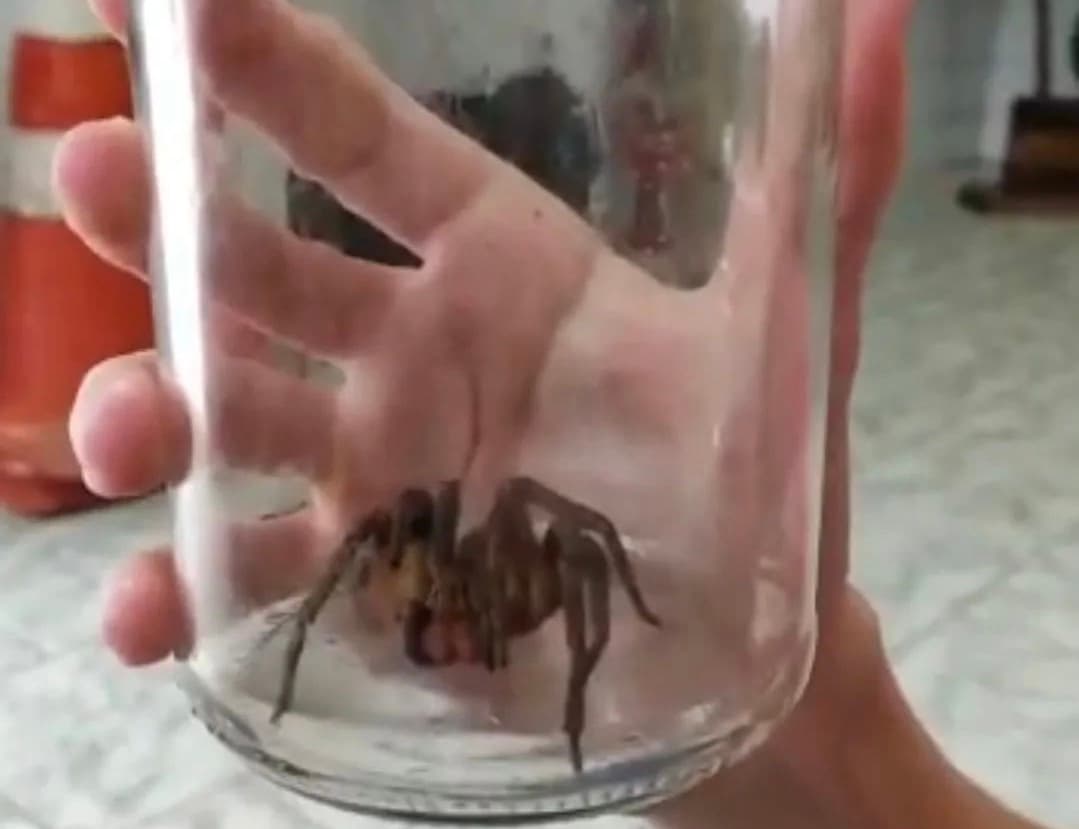 Aranha com veneno mais letal do mundo é capturada em SC