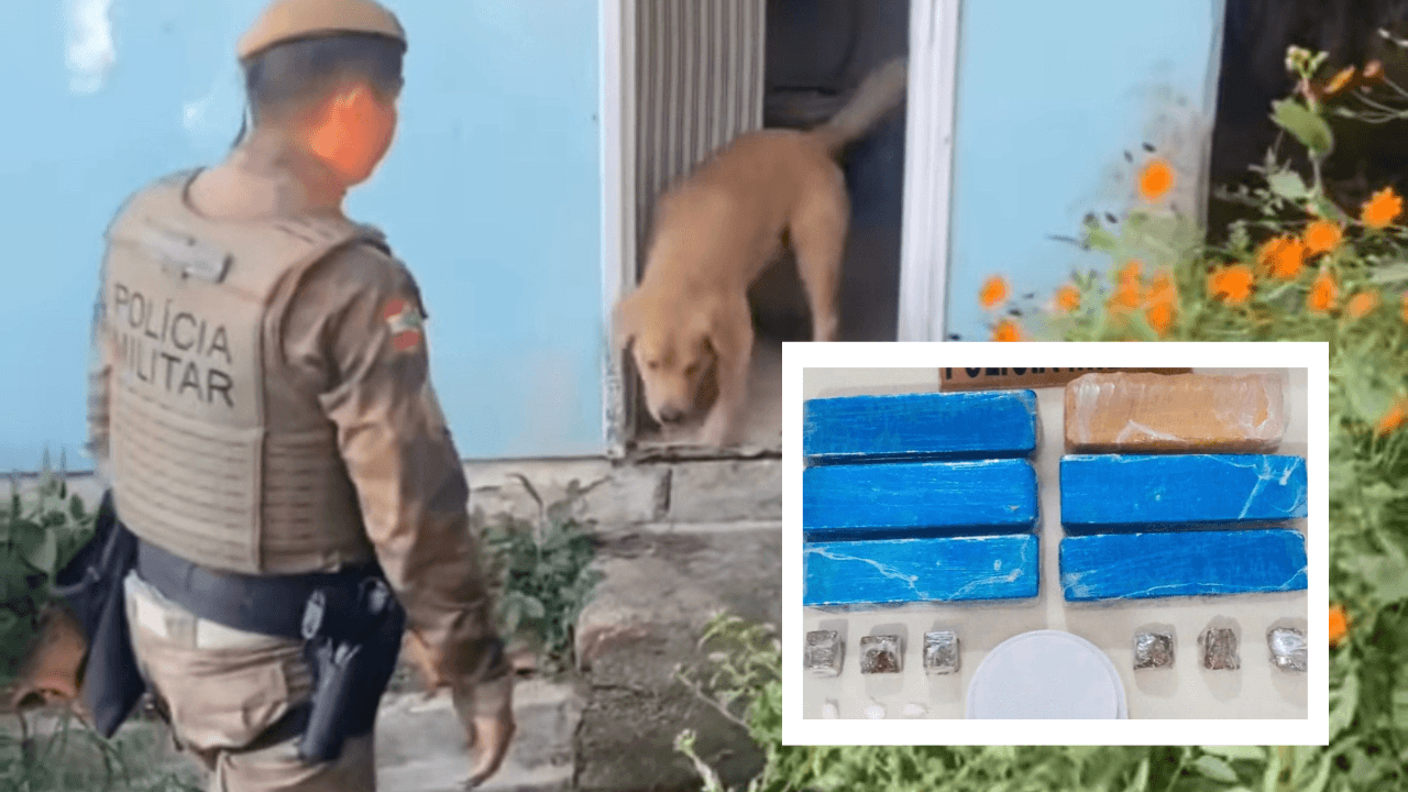 Quase 4kg de maconha são apreendidos com ajuda de cão policial