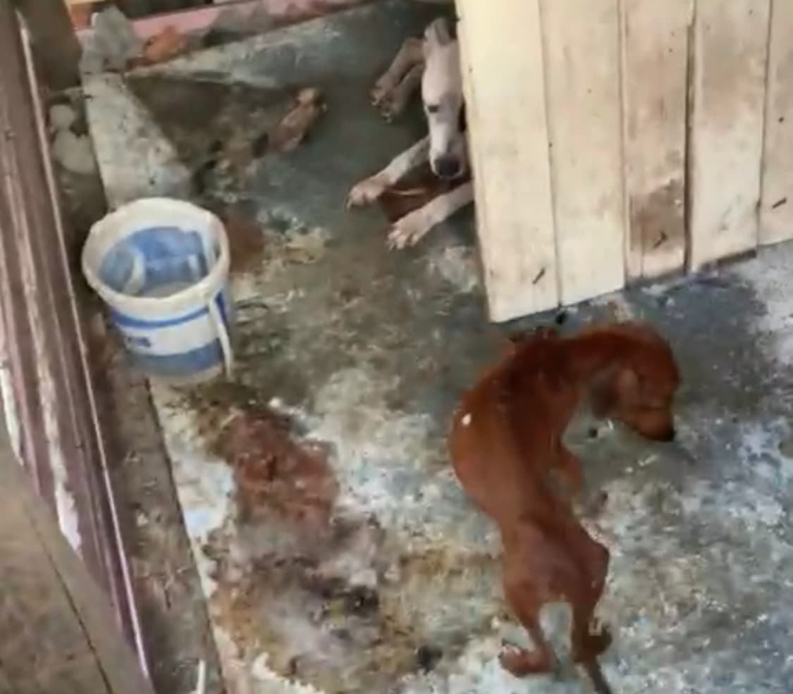 Cães em situação de maus-tratos são resgatados; casal é preso