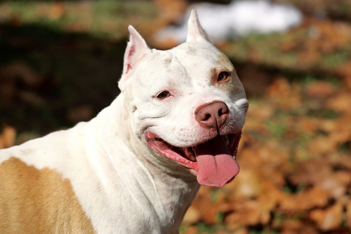 Pitbull ataca yorkshire e vizinhos denunciam omissão da dona