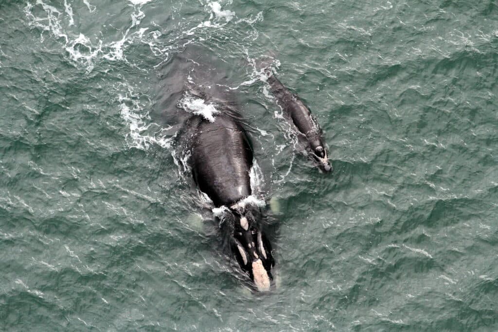 Primeiro filhote de baleia-franca é avistado em Laguna