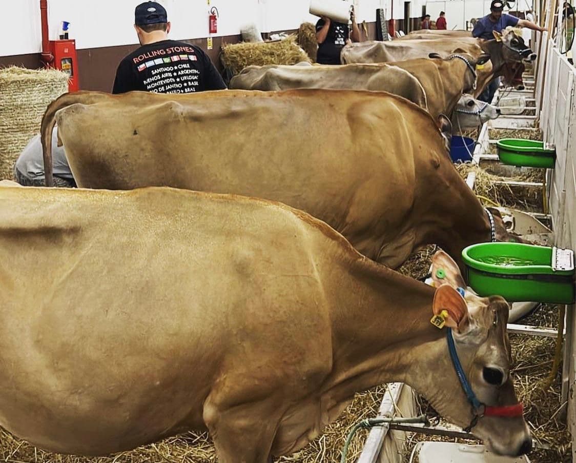 Maior feira de exposição de gado Jersey da América Latina ocorre até domingo (9) em Braço do Norte