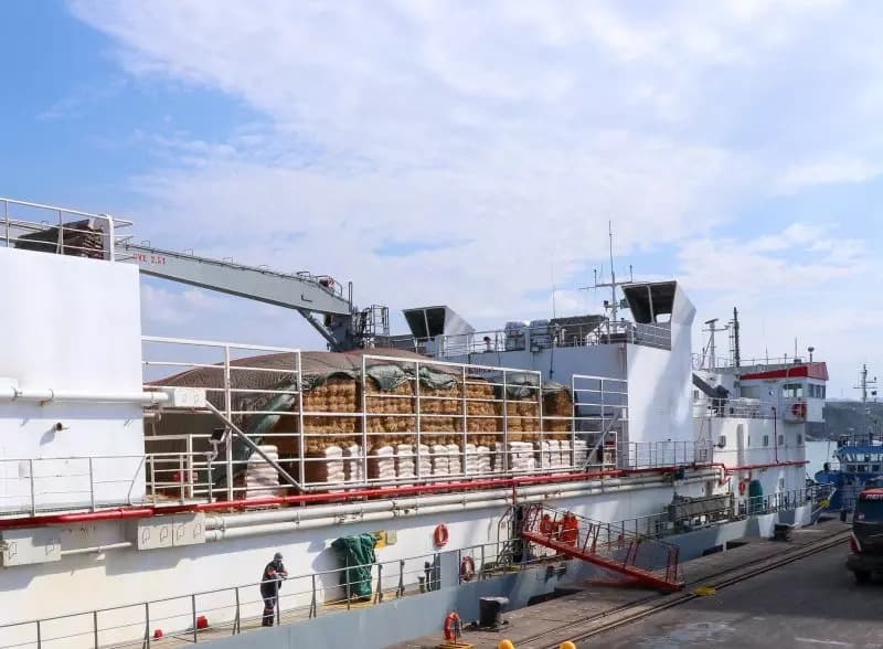 Mais de 3 mil bois vivos são exportados pelo Porto de Imbituba