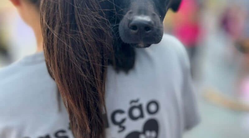 Novo mutirão de castração de animais ocorrerá em Tubarão na próxima semana