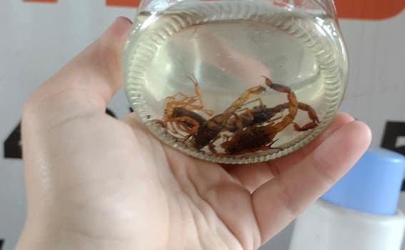 Escorpiões amarelos são encontrados em residências de Gravatal