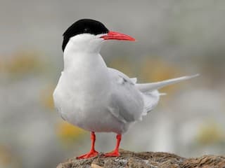 Ave encontrada em Laguna estava com gripe aviária