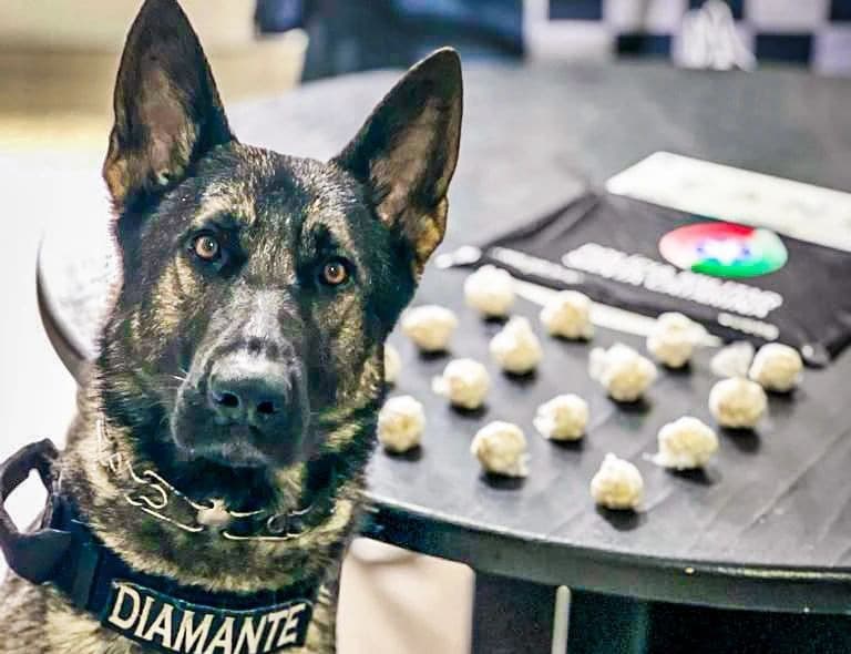Cão policial localiza 2 mil pedras de crack