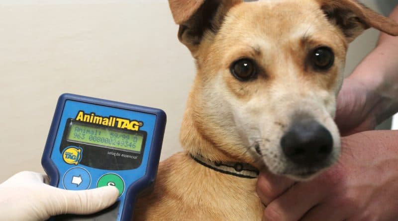 Mais de 1,2 mil animais são atendidos por programa de castração e microchipagem em Laguna