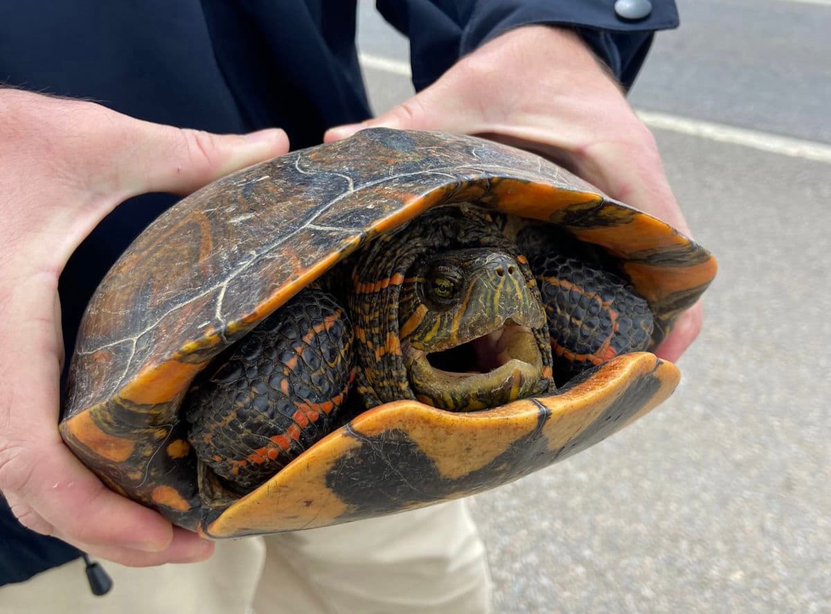 Cágado é encontrado caminhando às margens da BR-101, em Tubarão