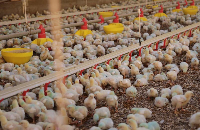 SC bate recorde na exportação de carnes