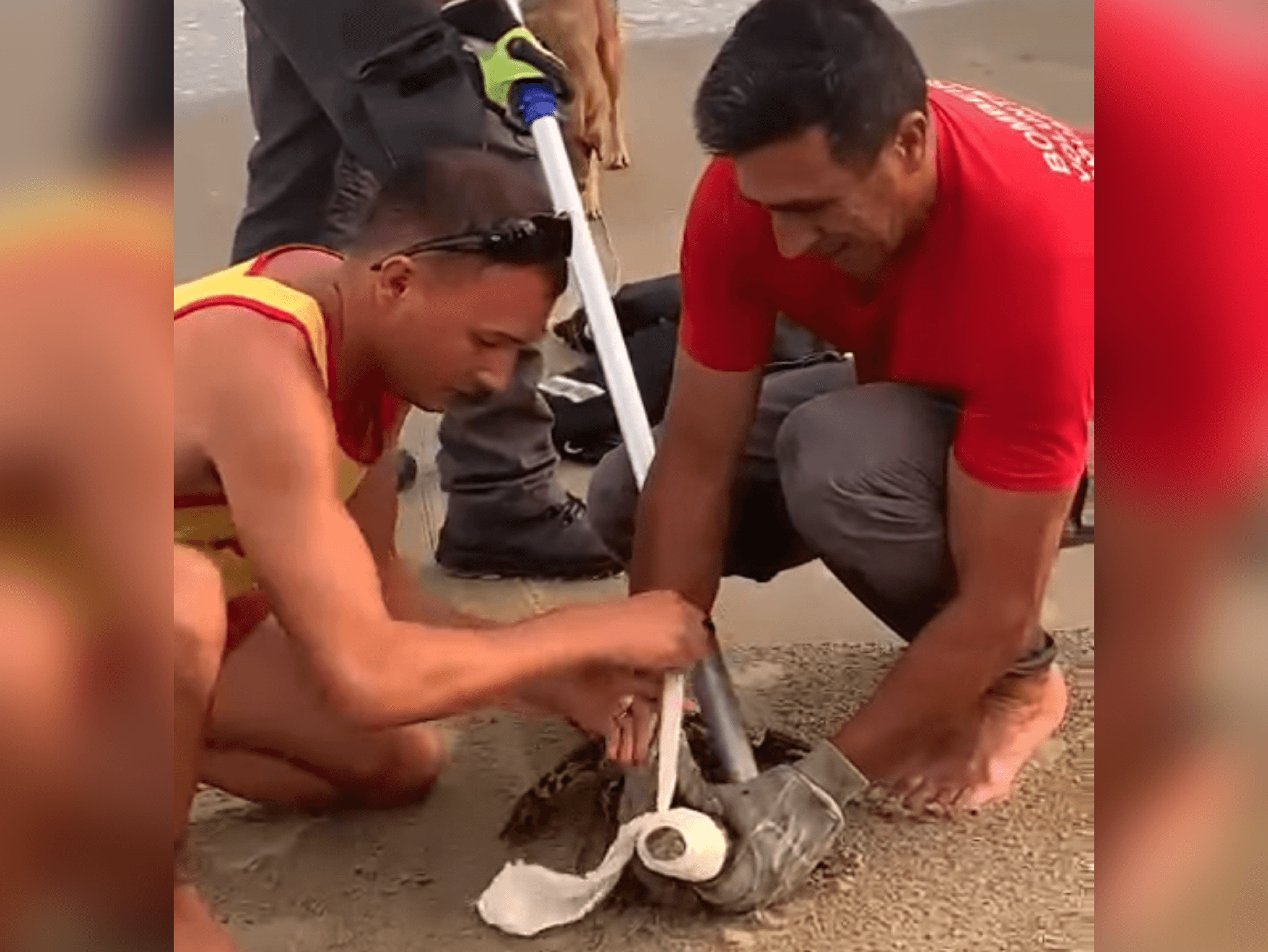 Jacaré é capturado na beira da praia em Jaguaruna