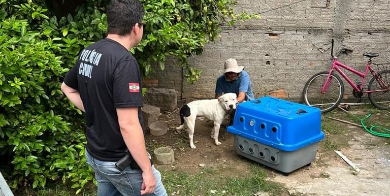 Homem é preso por maus-tratos a Pitbull em Laguna