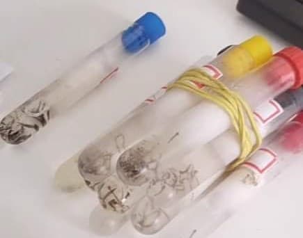 Número de focos do mosquito da dengue chega a 676 em Tubarão