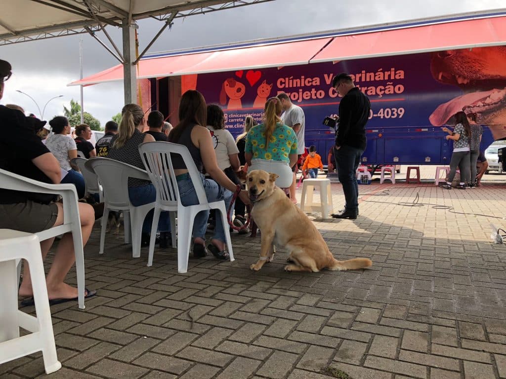 Novo mutirão de castração será feito nos dias 16 e 17 de março em Tubarão