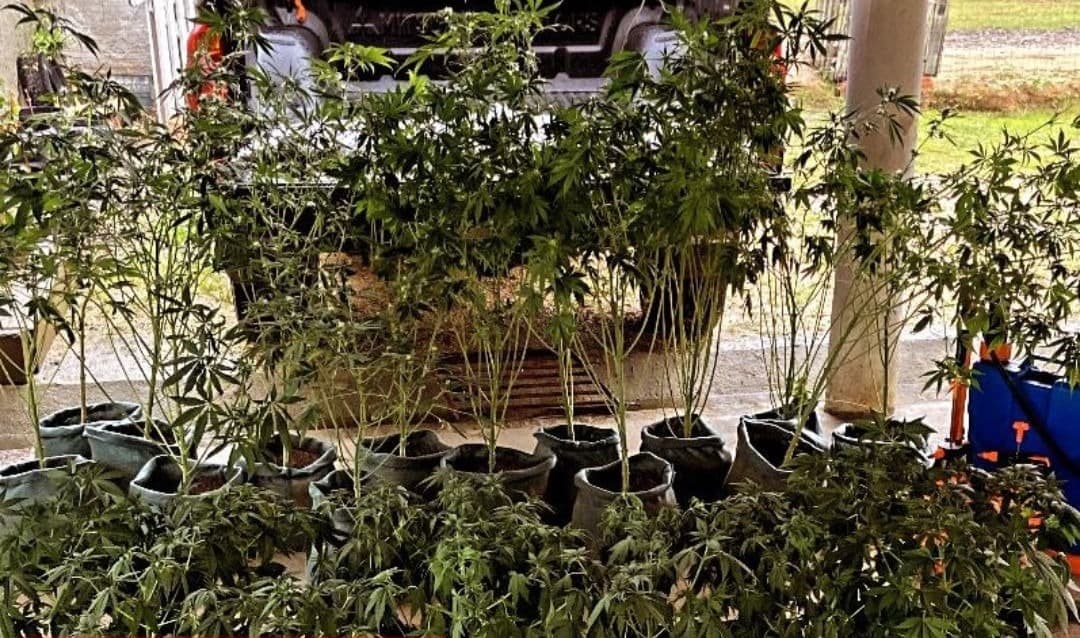 Plantação de maconha é encontrada em residência de Tubarão