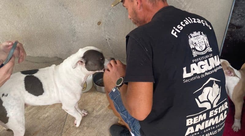 Denúncia de maus-tratos contra filhotes de pit bull é investigada