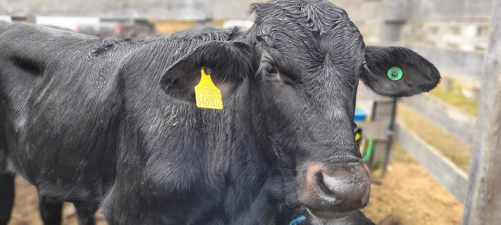 Feira Agropecuária de Tubarão terá um dia a mais na edição deste ano, em maio