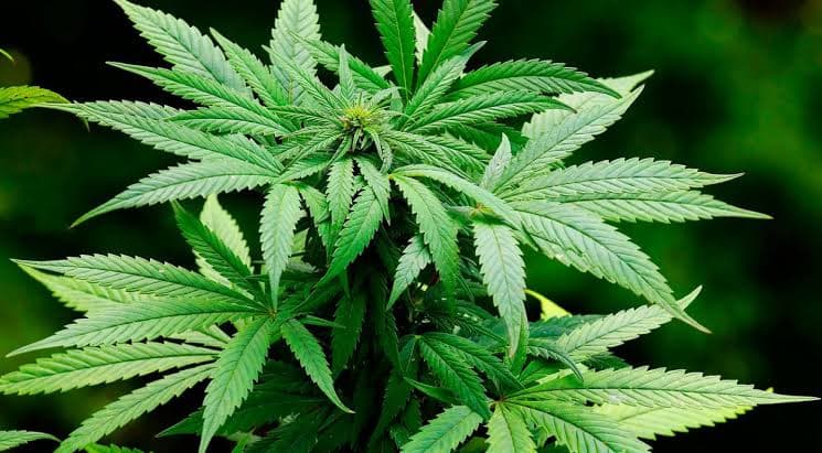 Após descriminalização, será definida a quantidade de maconha considerada uso pessoal ou tráfico