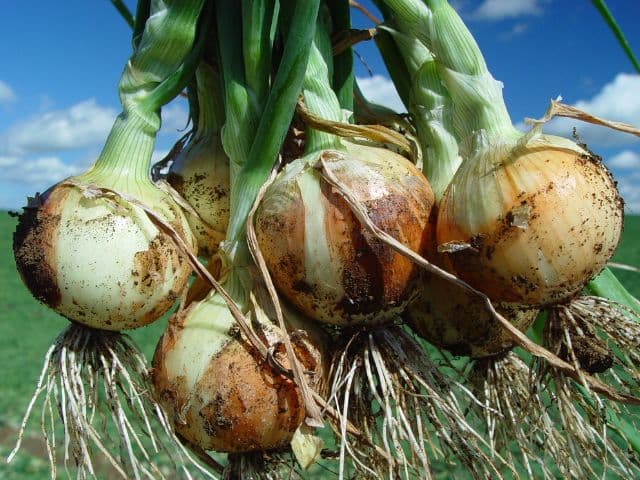 Safra de inverno 2024/2025 catarinense deve ter melhores resultados do que a anterior