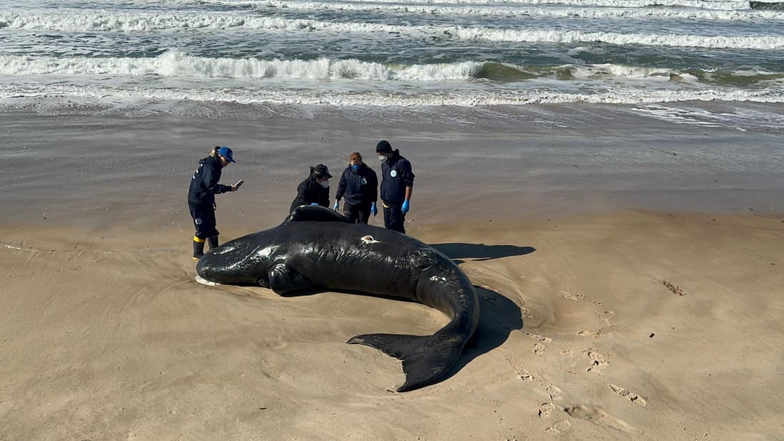 Filhote de baleia desencalhado na semana passada não encontra a mãe e morre