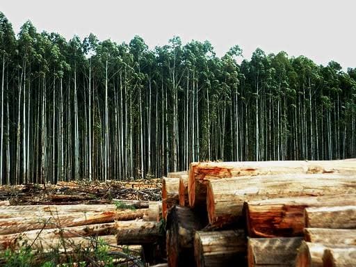 Corpo em avançado estado de decomposição é encontrado em plantação de eucaliptos