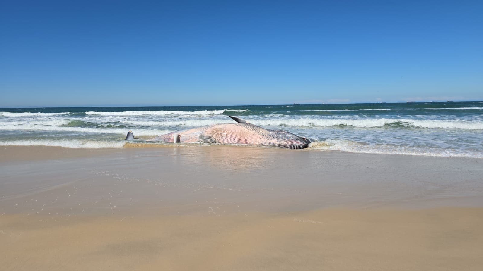 Baleia-de-Bryde encalha na Praia do Rosa, em Imbituba