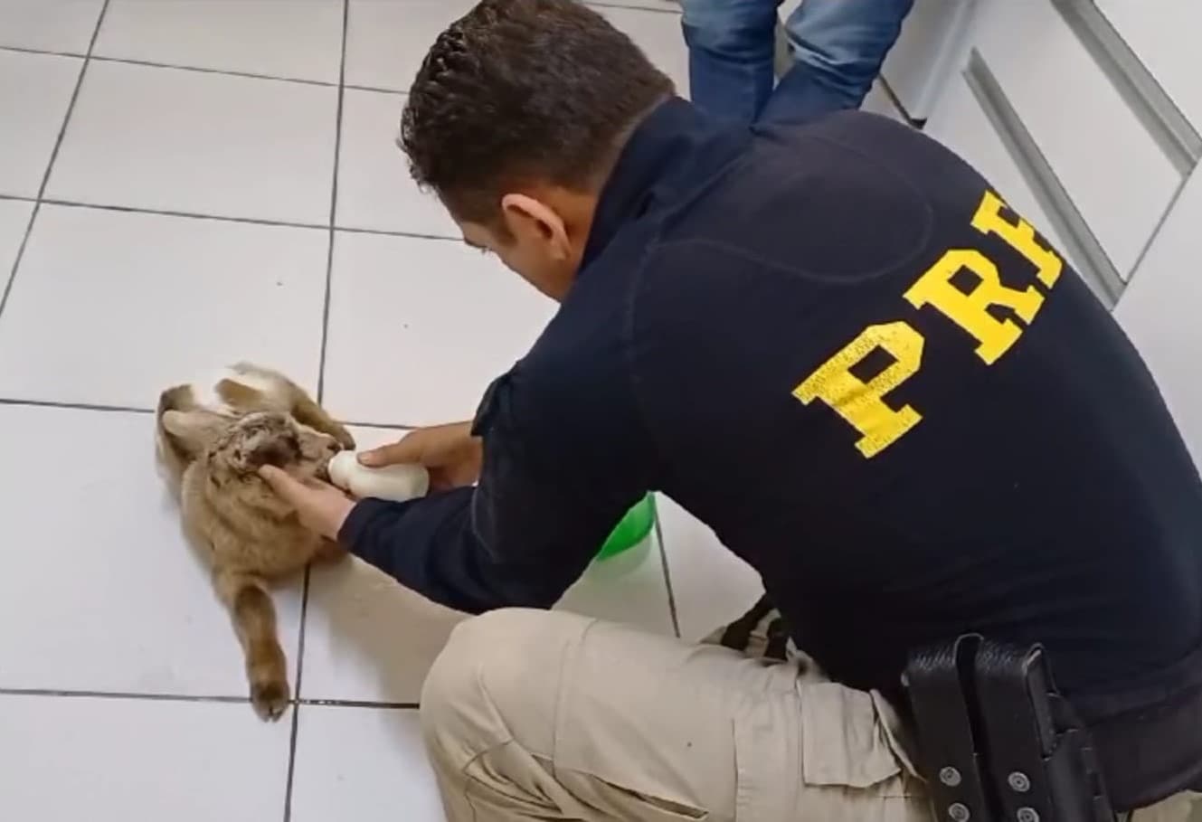 Cabrito recém-nascido é resgatado na BR-101 em Tubarão