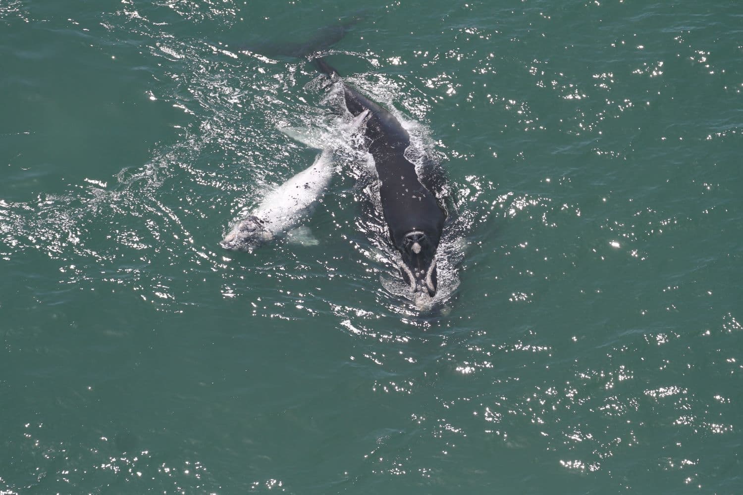 Sobrevoos registram 216 baleias-francas entre SC e o RS