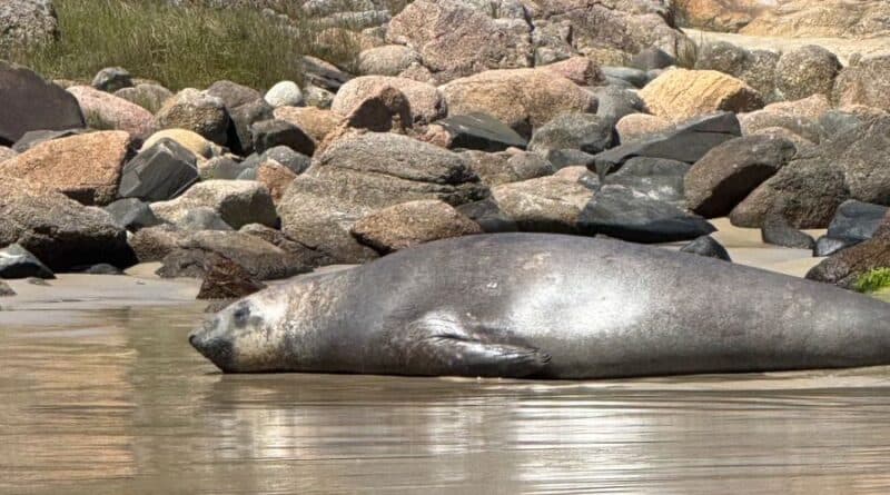População deve evitar se aproximar de elefantes marinhos, alertam especialistas