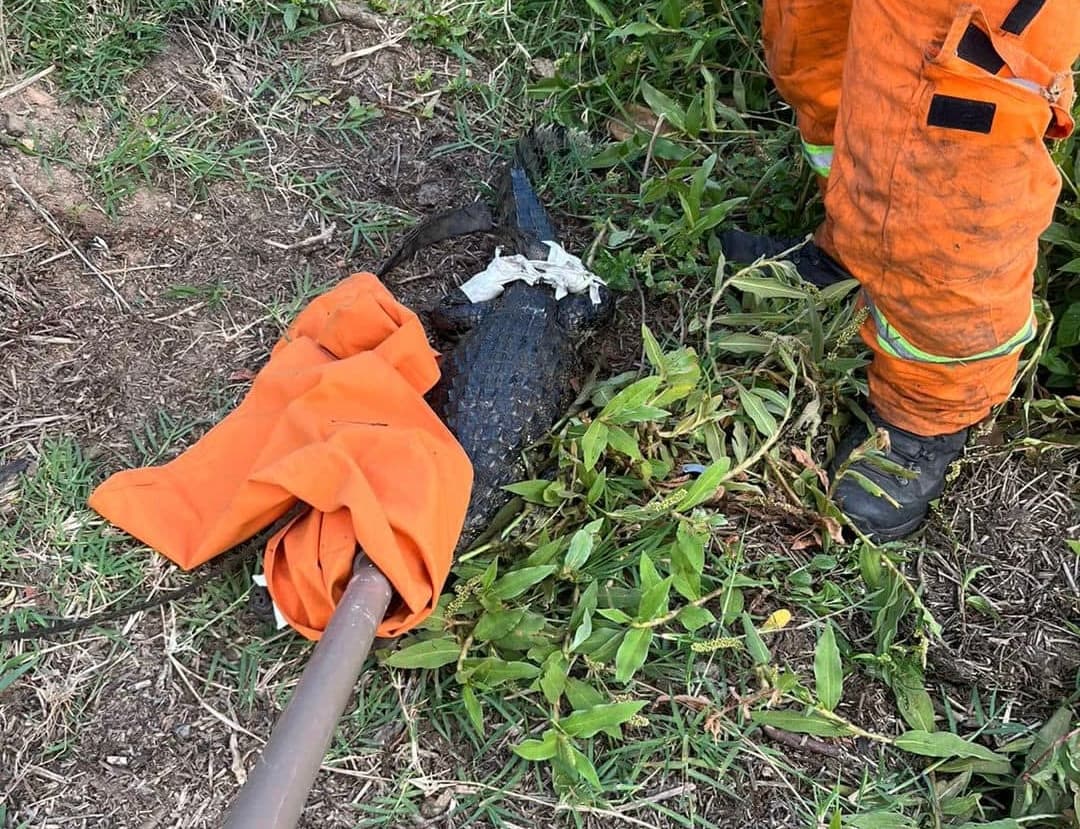 Jacaré é capturado por moradores de comunidade de Jaguaruna
