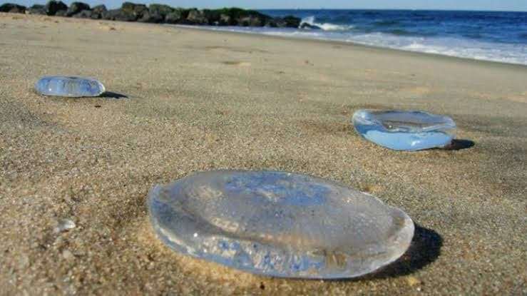 Mais de 1,2 mil ocorrências com águas-vivam foram registradas nas praias da região