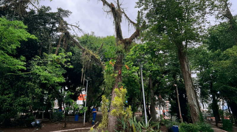 Avenida Rodovalho será parcialmente interditada até sexta (14) para poda de árvores