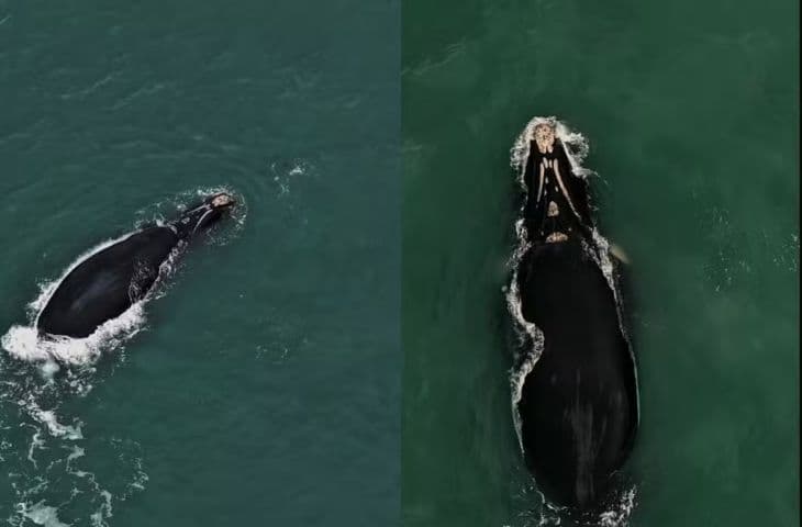 Baleias-francas começam a chegar ao litoral sul catarinense