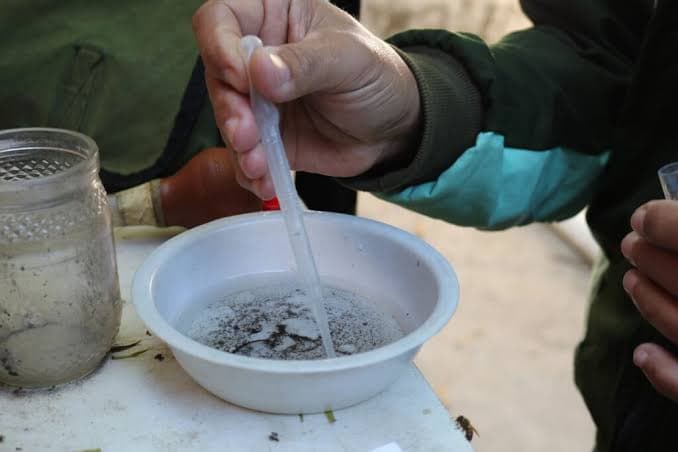 Laguna tem aumento de 320% na quantidade de focos do mosquito da dengue em relação a 2024