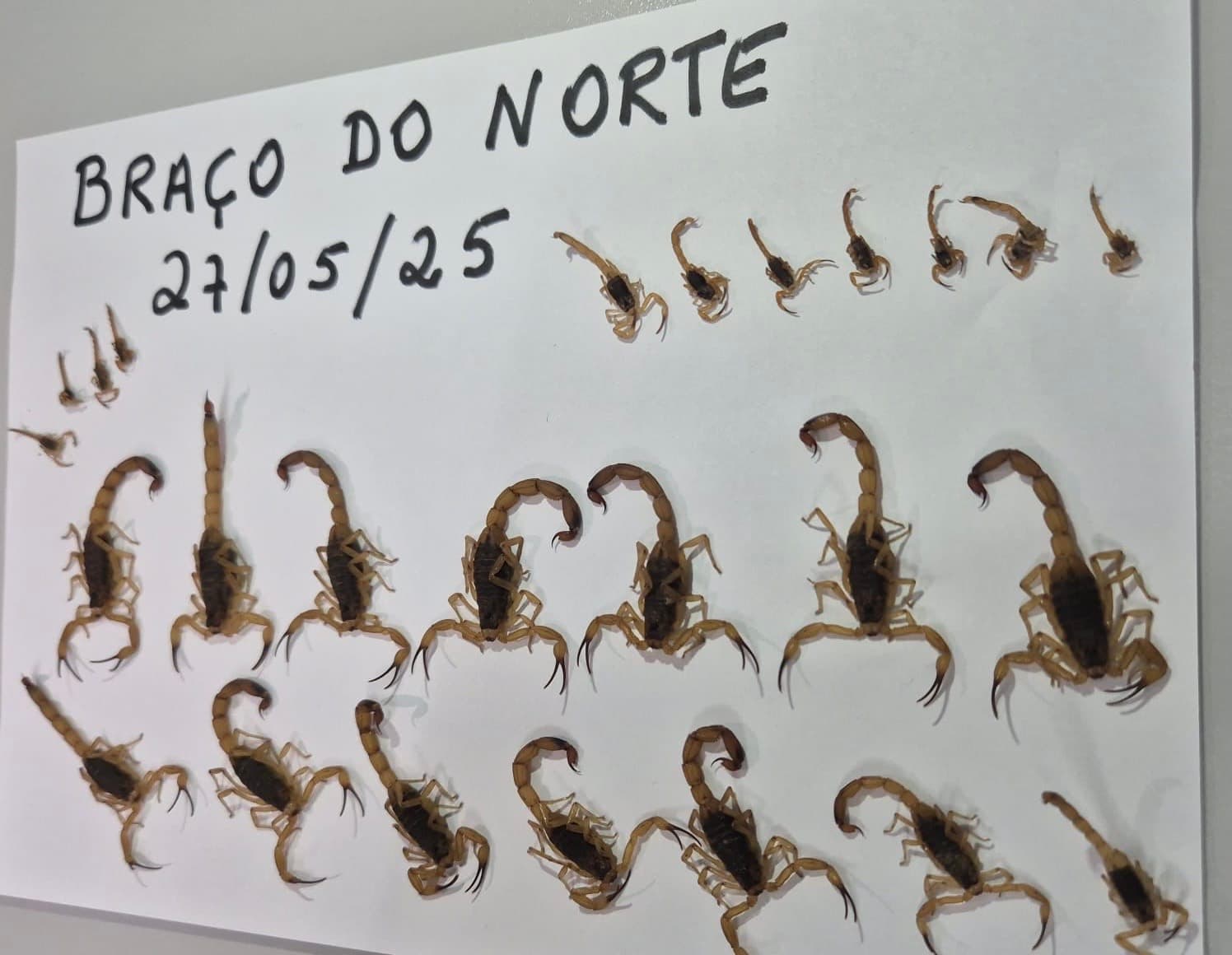 Mais 25 escorpiões amarelos são capturados em Braço do Norte