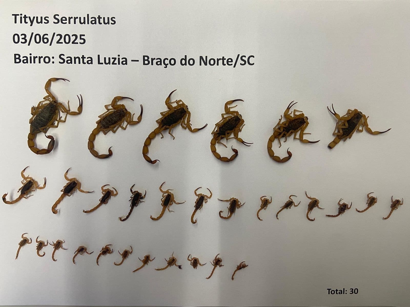 Chega a 92 o número de escorpiões amarelos encontrados em um mesmo bairro de Braço do Norte