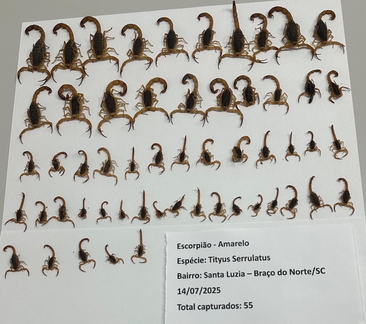 Varredura captura mais 55 escorpiões amarelos em Braço do Norte