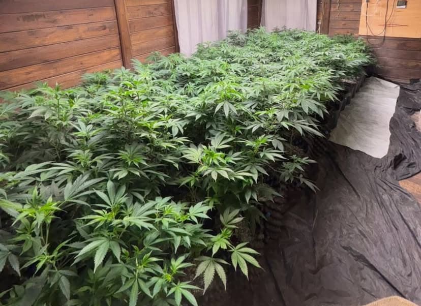 Mais de 600 pés de maconha cultivados em estufa são apreendidos