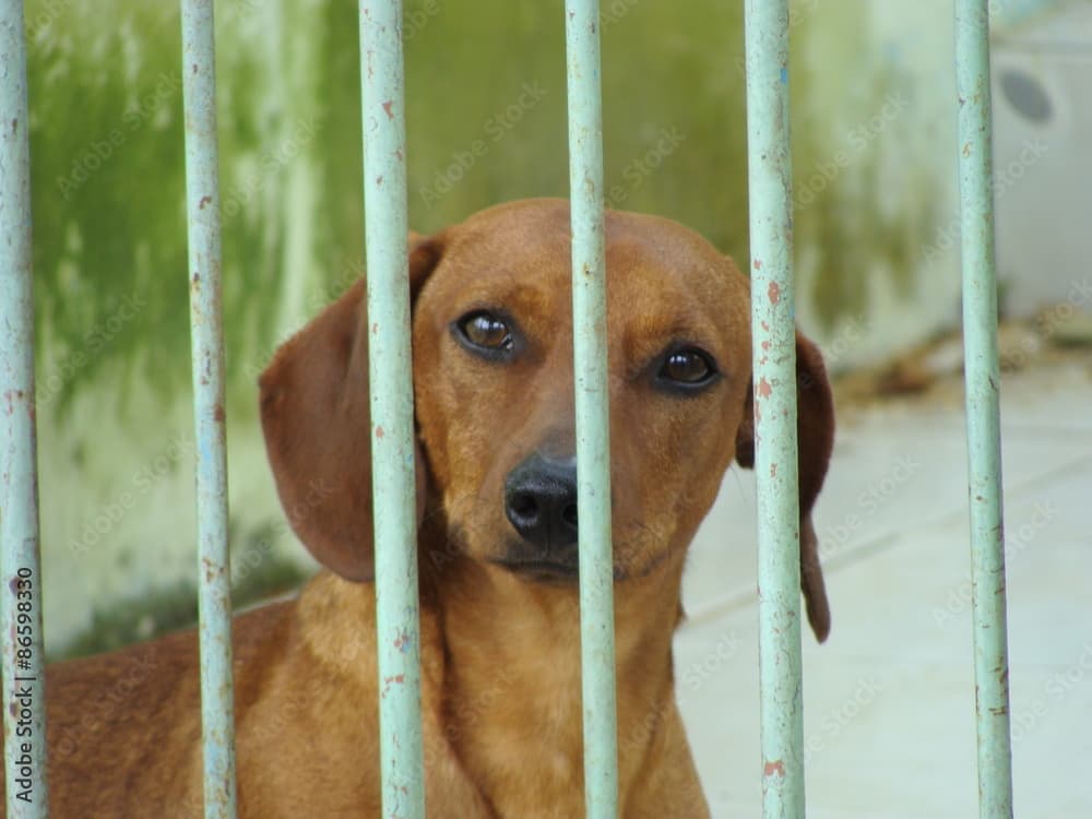 PM resgata cães em situação de maus tratos em Garopaba