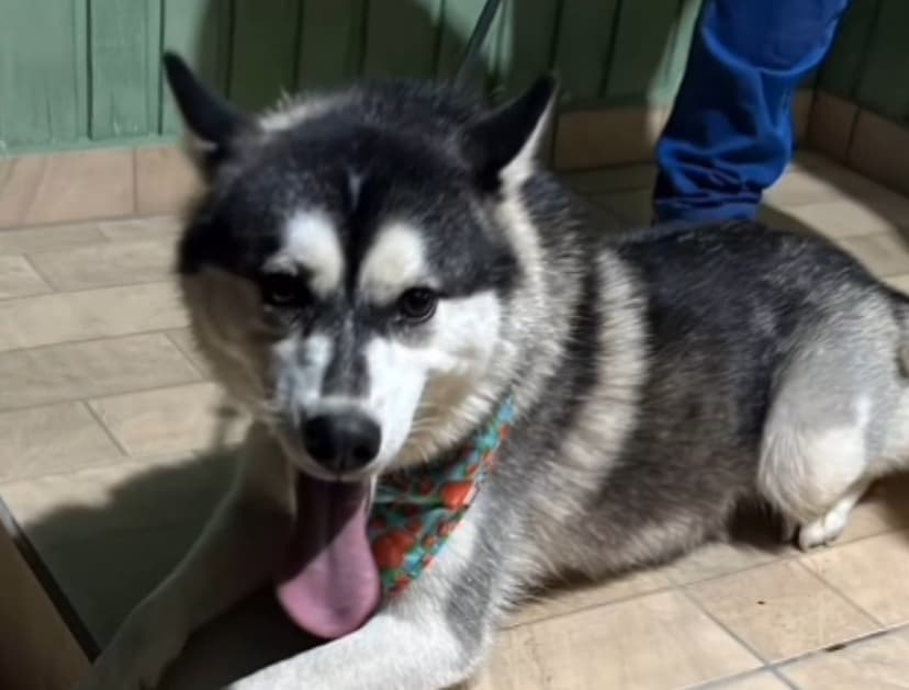 Agressão de cadela a pauladas é investigada pela polícia